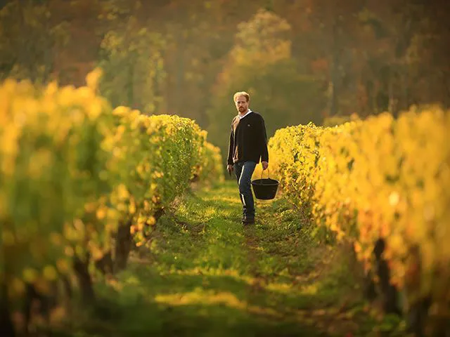 Vignerons