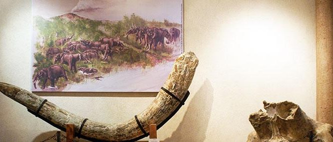 Musée de Paléontologie