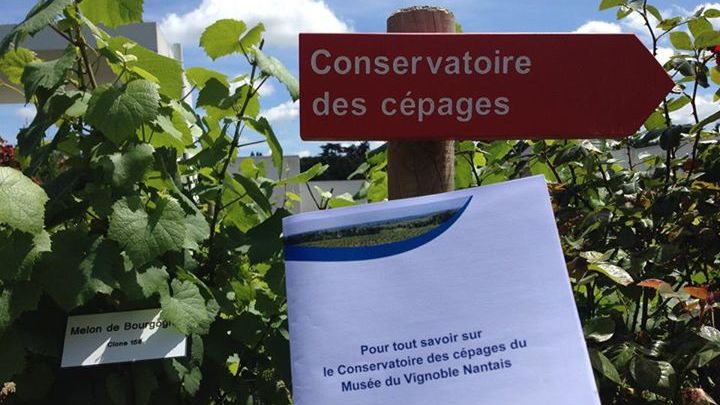 Musée du Vignoble Nantais