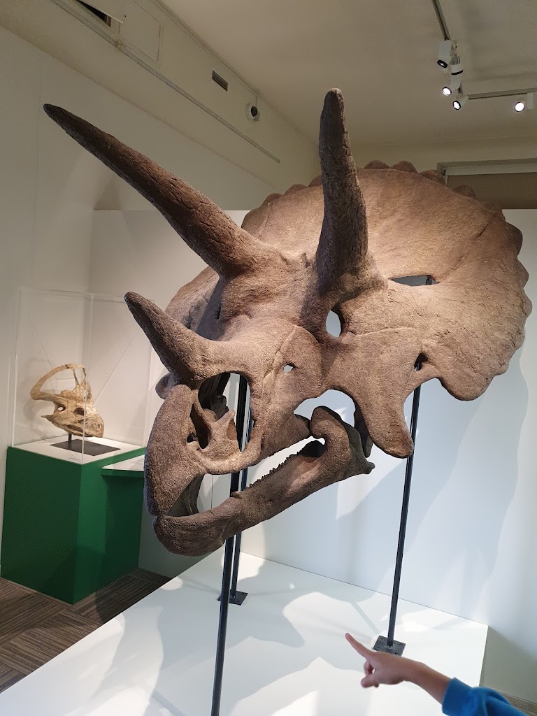 Musée Vert Véron-de-Forbonnais