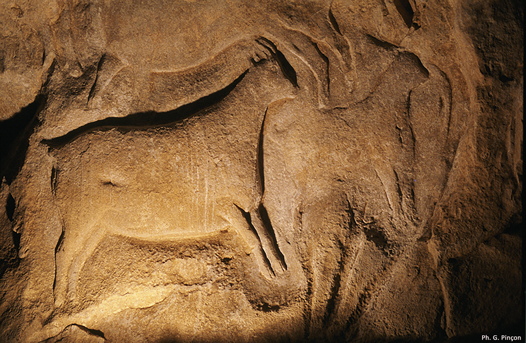 Musée Archéologique - Site de Terra Amata