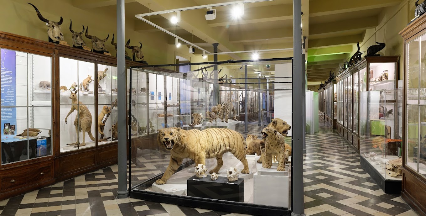 Musée d'Histoire Naturelle et de Préhistoire