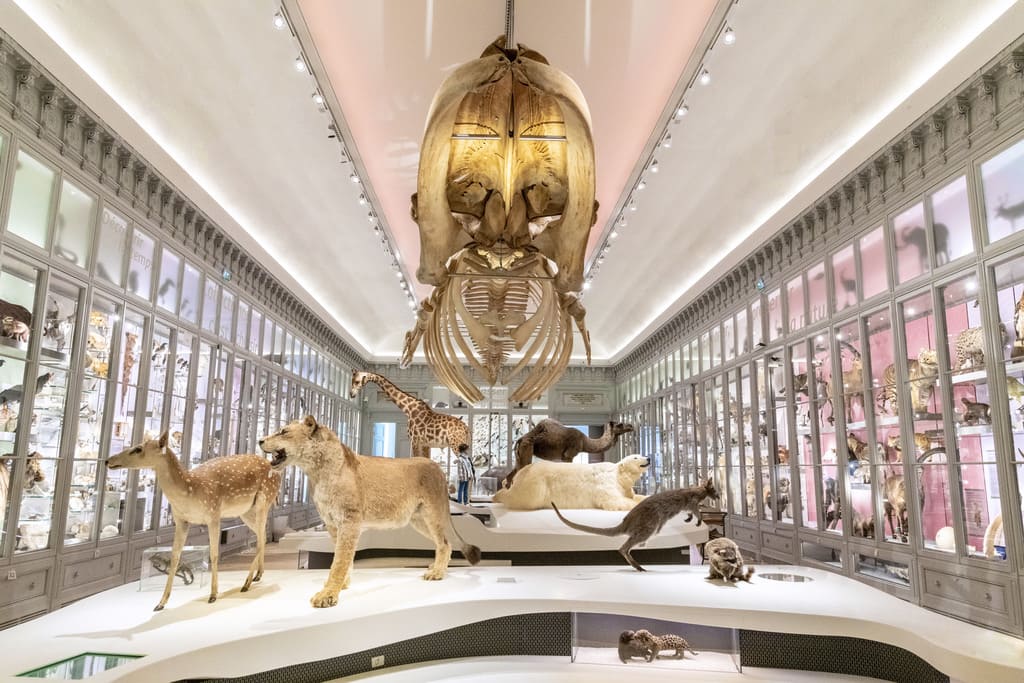 Muséum d'Histoire Naturelle de Bordeaux