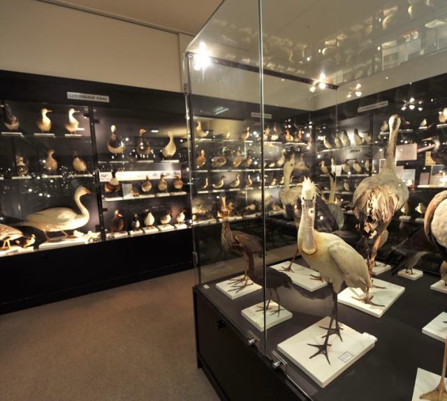Musée ornithologique Charles-Payraudeau