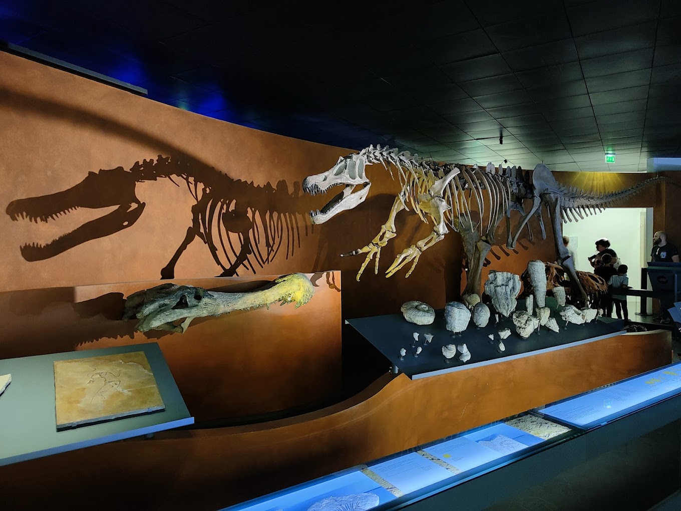 Muséum d'Histoire Naturelle