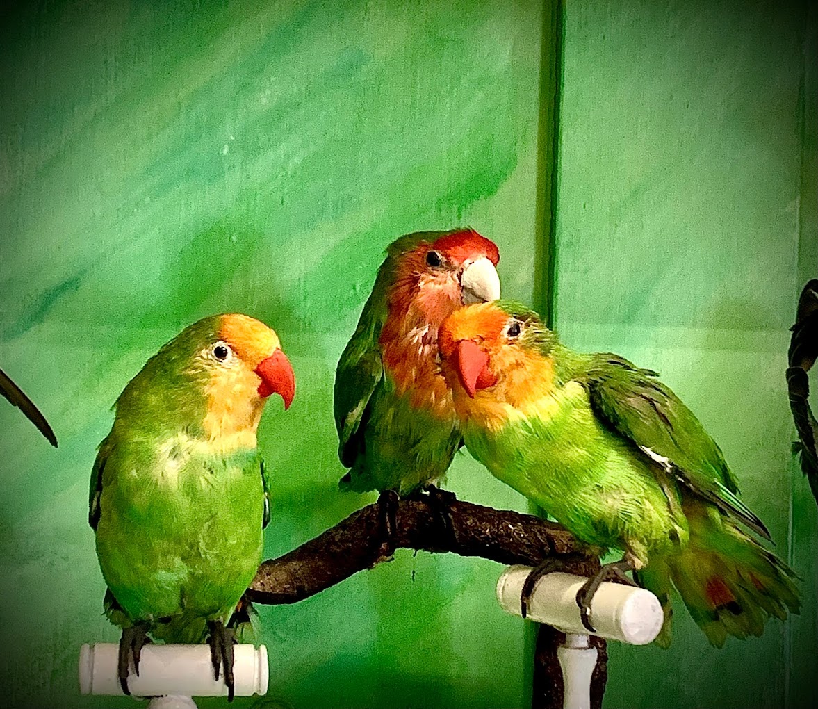 Musée d'Histoire Naturelle Victor Brun