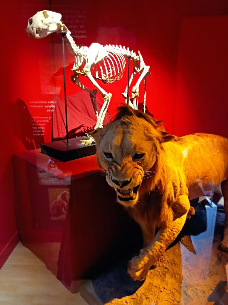 Muséum d’Histoire naturelle d’Auxerre