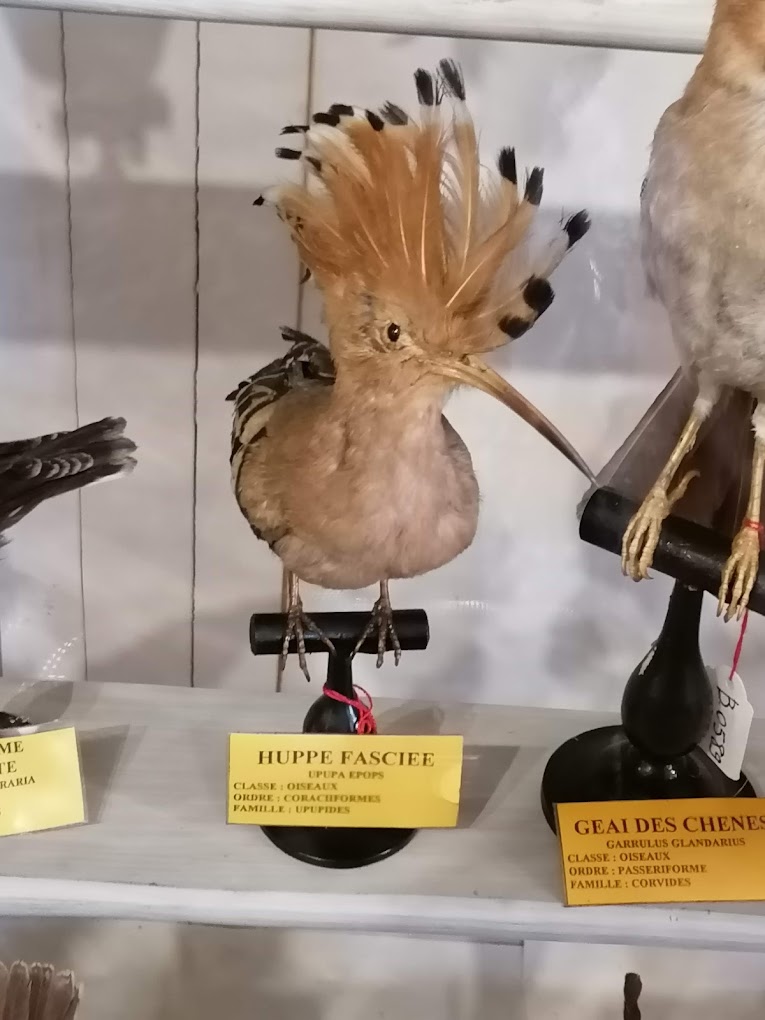 Muséum d'histoire naturelle Philadelphe Thomas