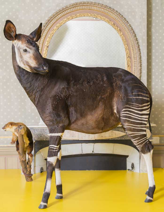 Muséum des Sciences Naturelles