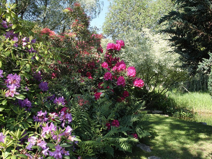 Les jardins aquatiques d'Acorus