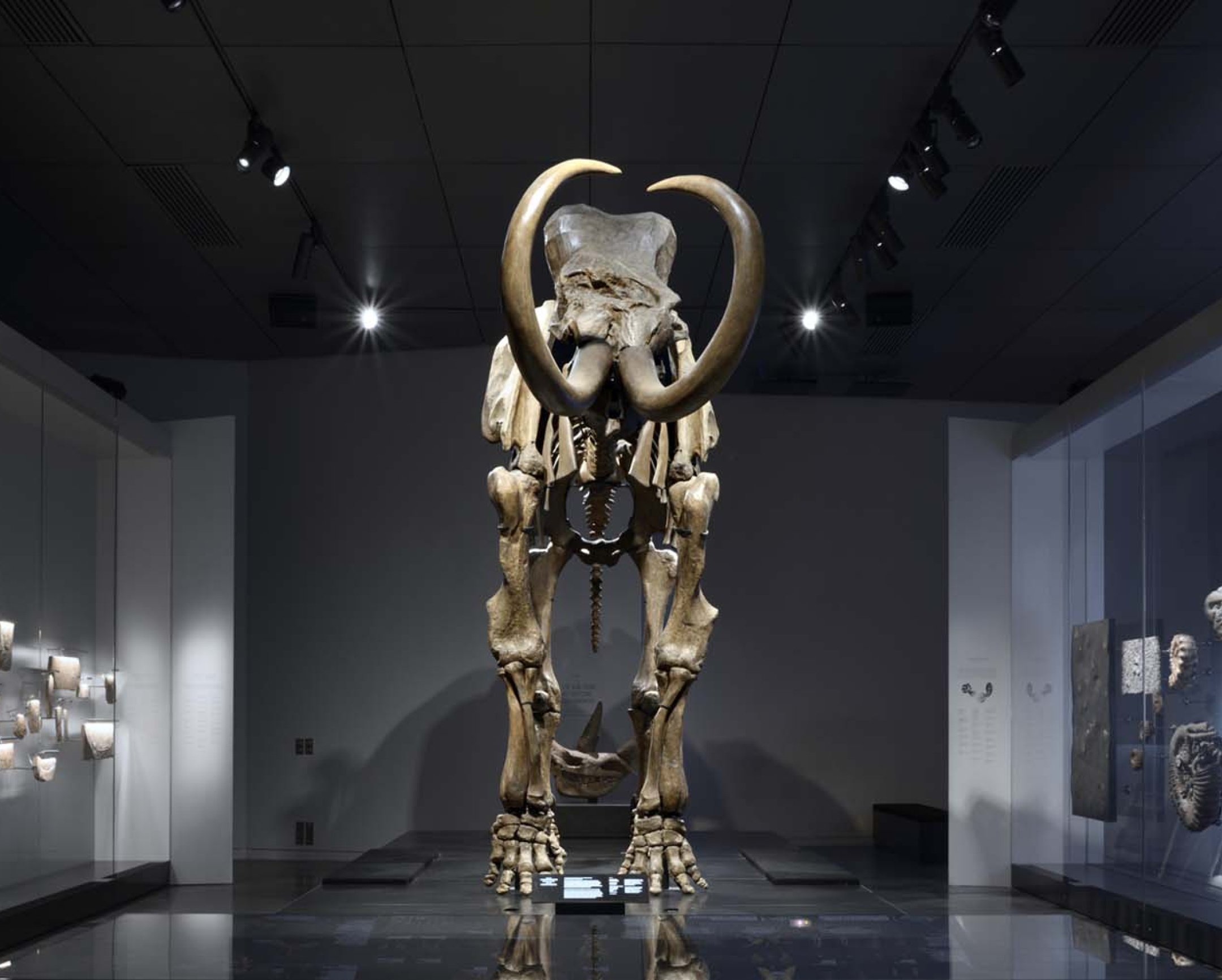 Musée des Confluences