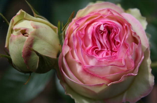Galerie d’entomologie (Muséum national d'histoire naturelle)