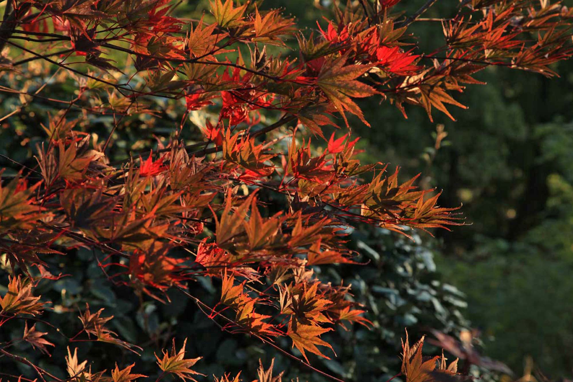 Jardin zen d’Erik Borja