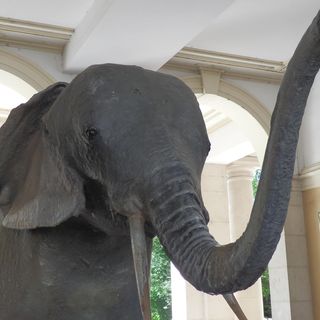Muséum d'Histoire Naturelle de Grenoble