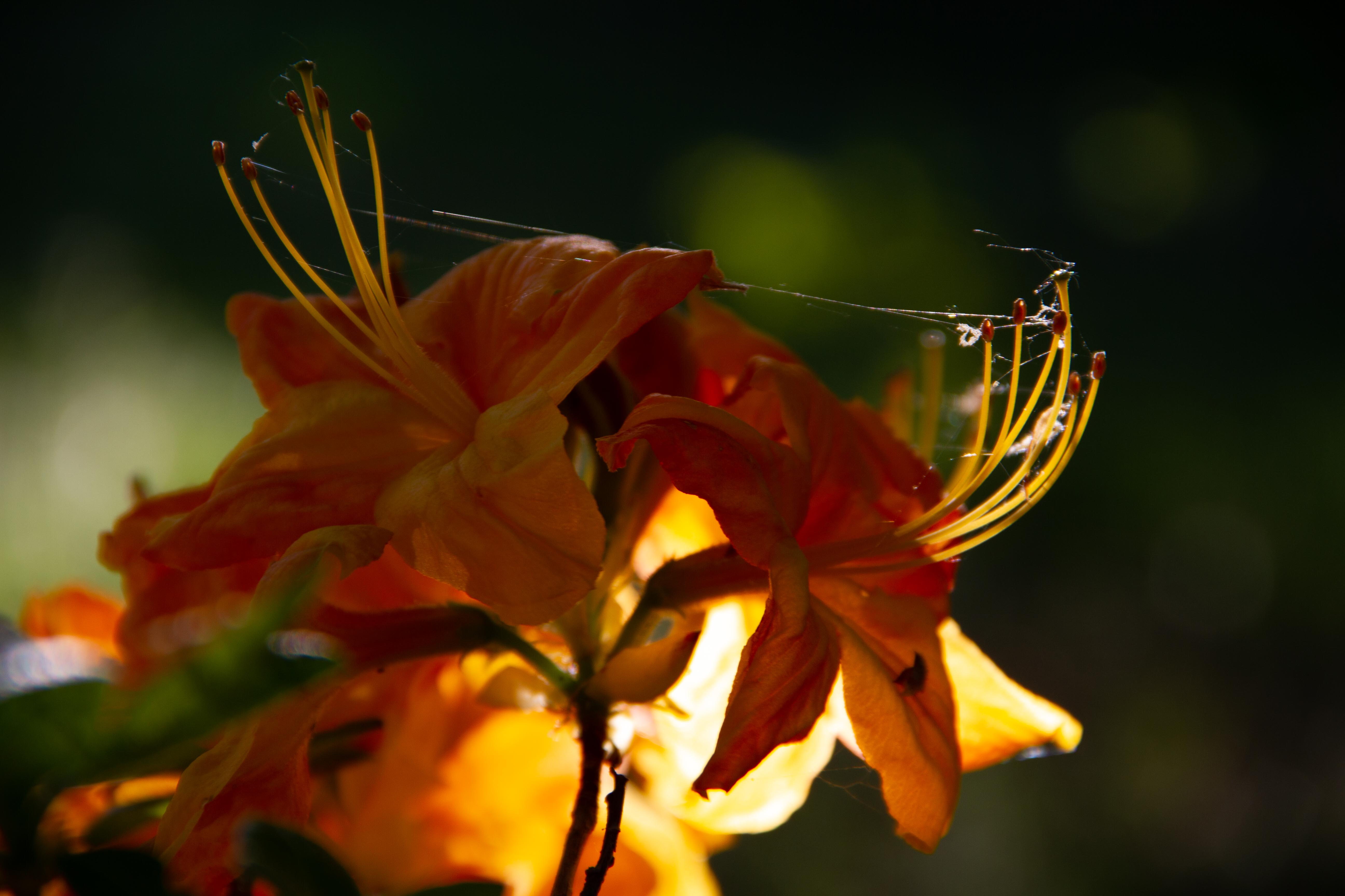 Jardin La Terre Pimprenelle