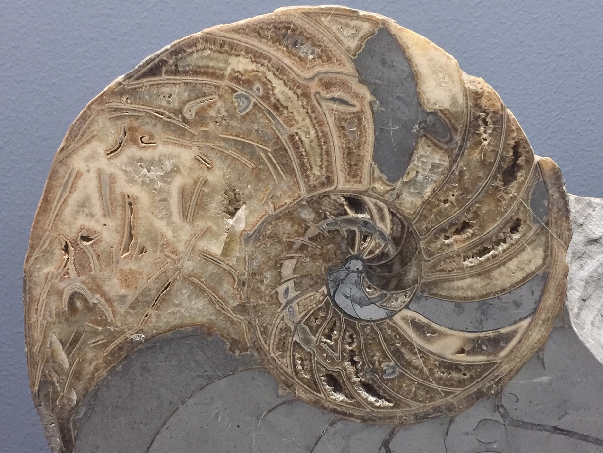 Muséum d'Histoire Naturelle Esprit Requien