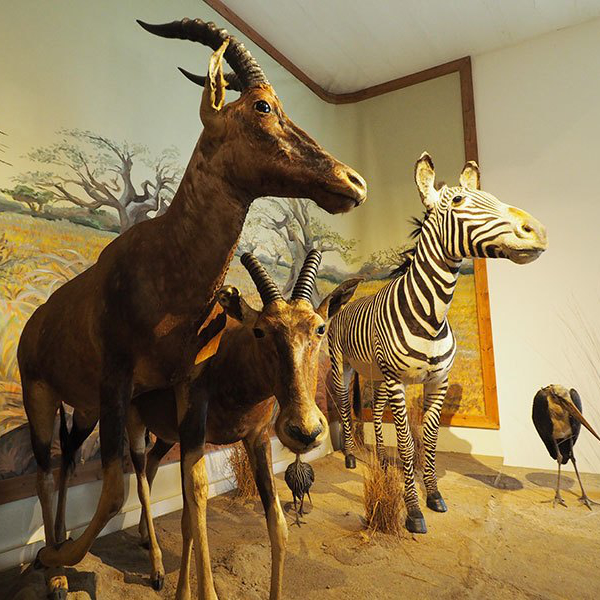 Musée d'Histoire Naturelle Gabriel Foucher