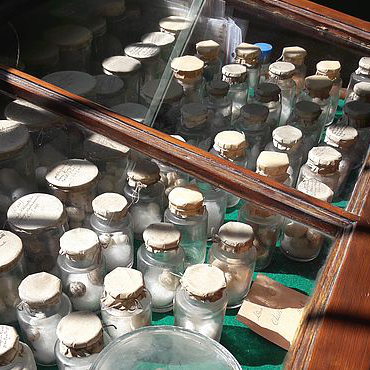 Muséum Emmanuel Liais