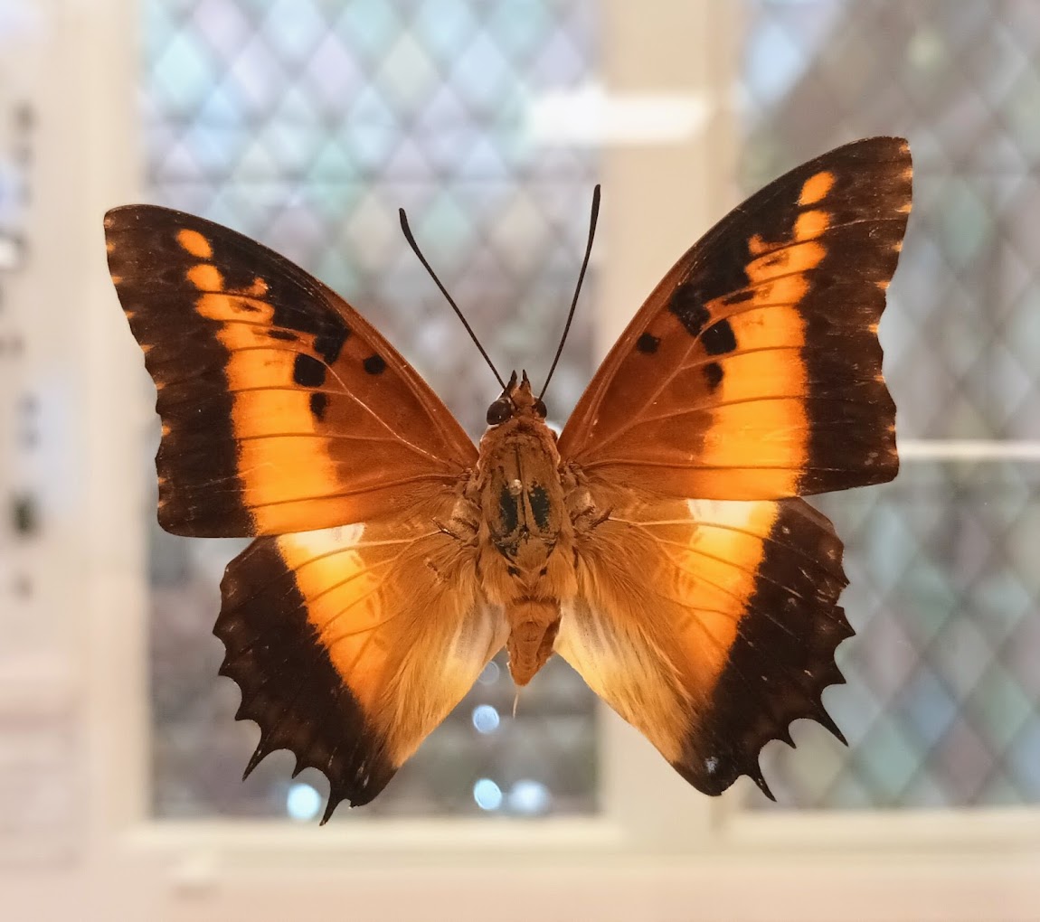 Musée des papillons