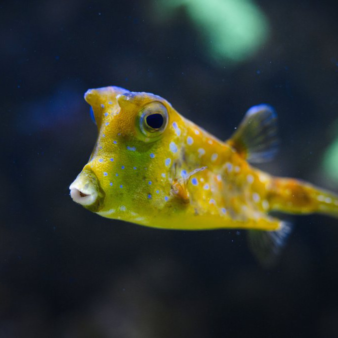 Muséum-Aquarium de Nancy