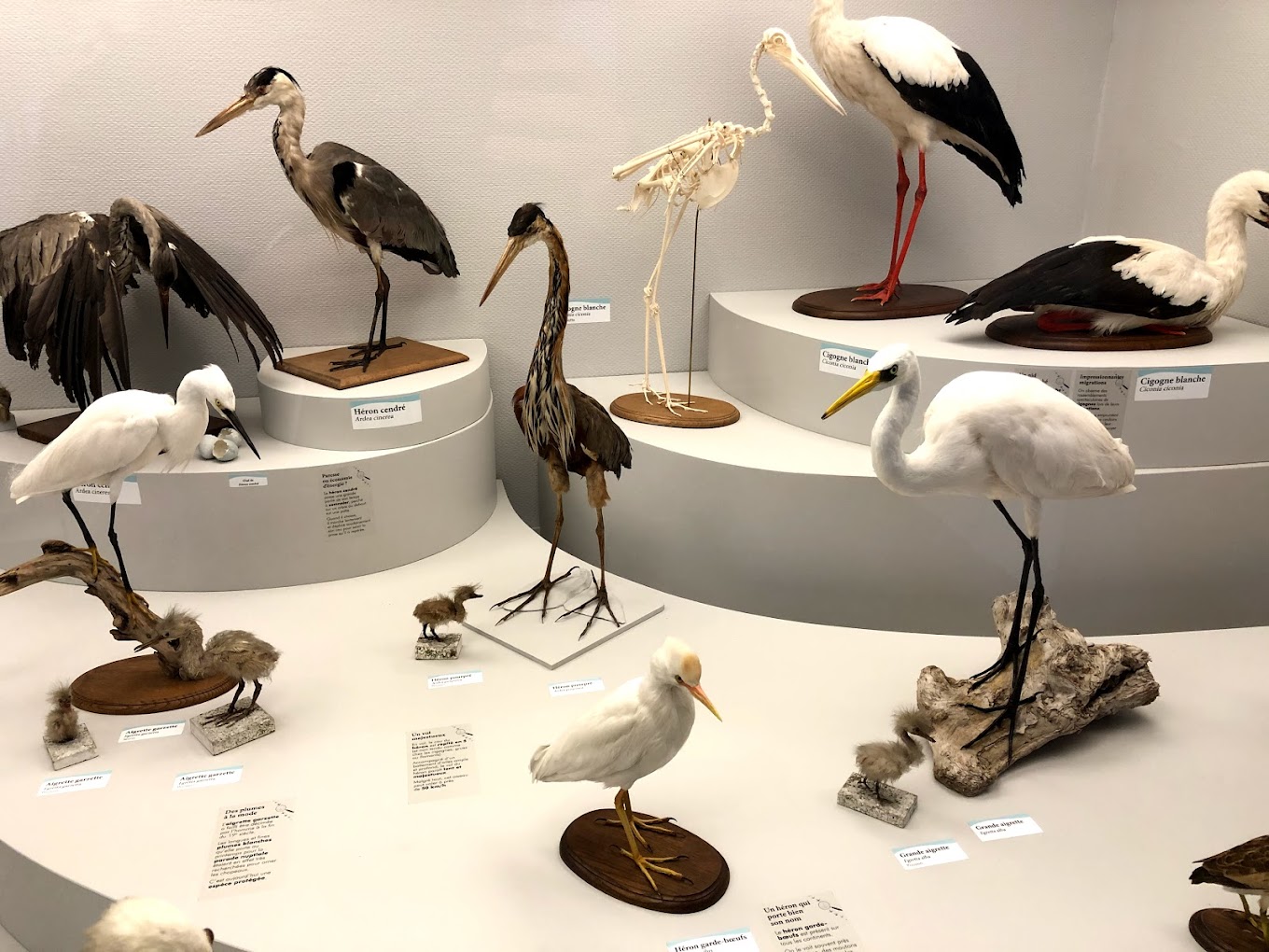 Muséum d'Histoire Naturelle