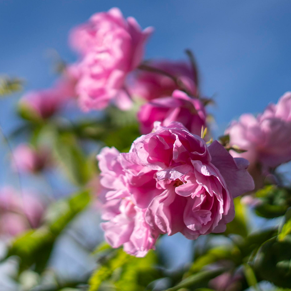 Villa-Musée Jean-Honoré Fragonard