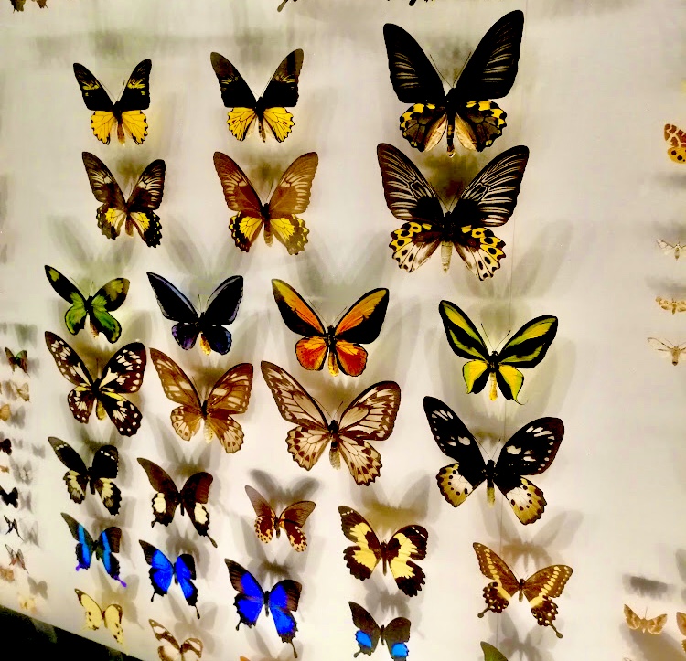 Muséum d'Histoire Naturelle