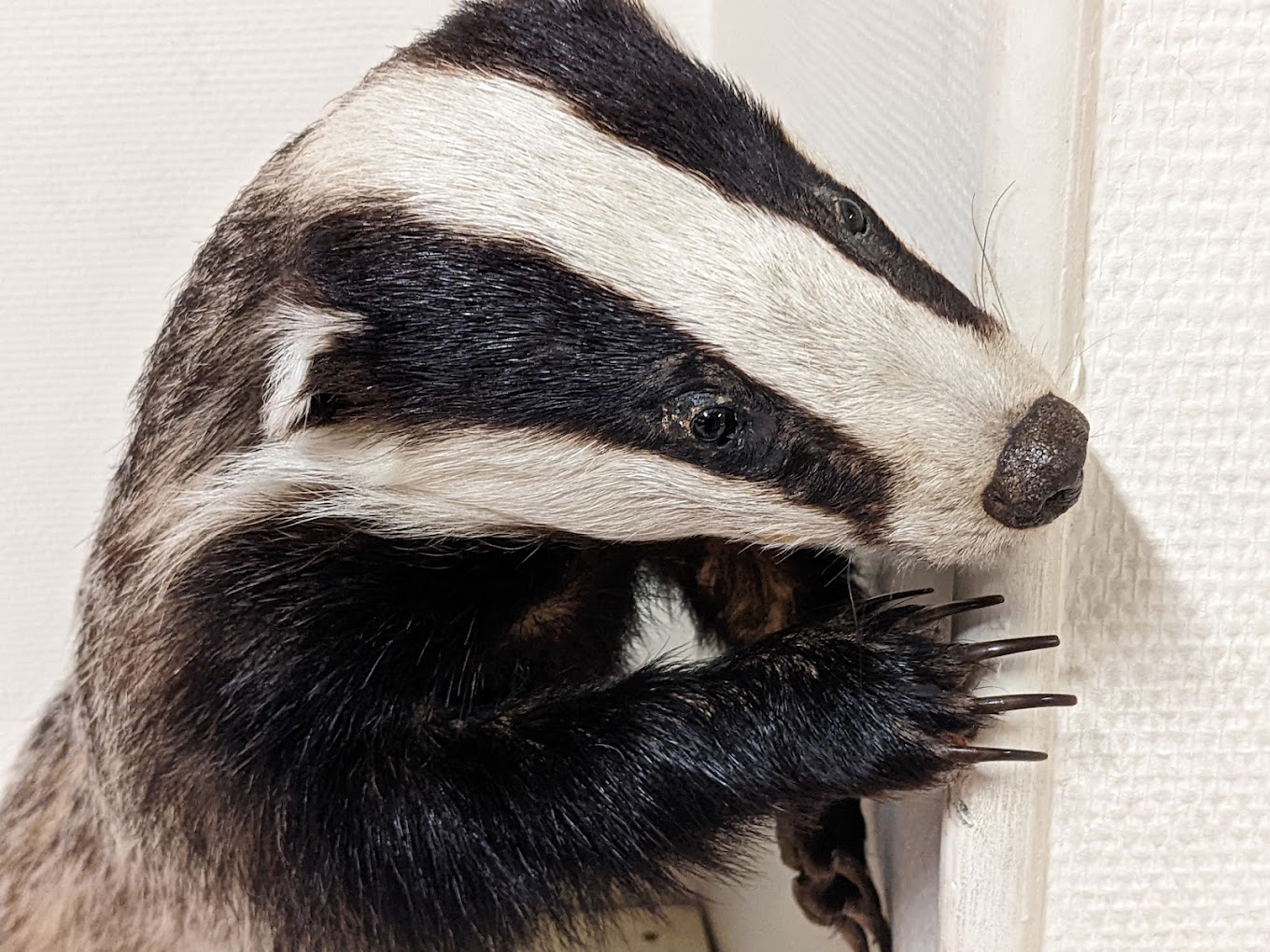 Musée d'Histoire Naturelle Victor Brun