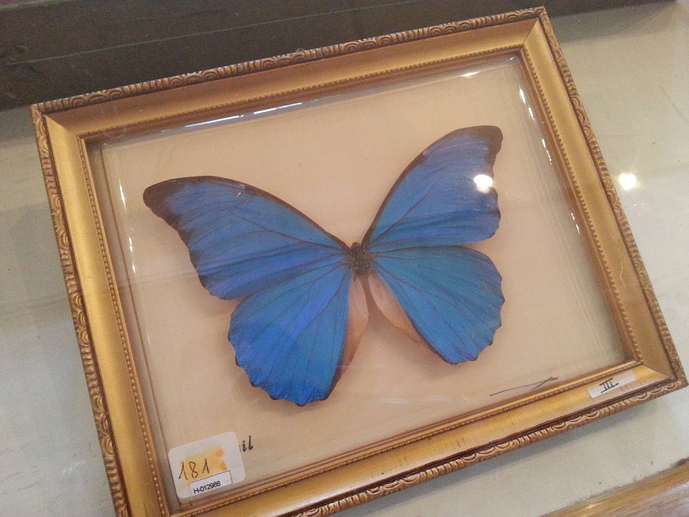 Muséum d'histoire naturelle Philadelphe Thomas