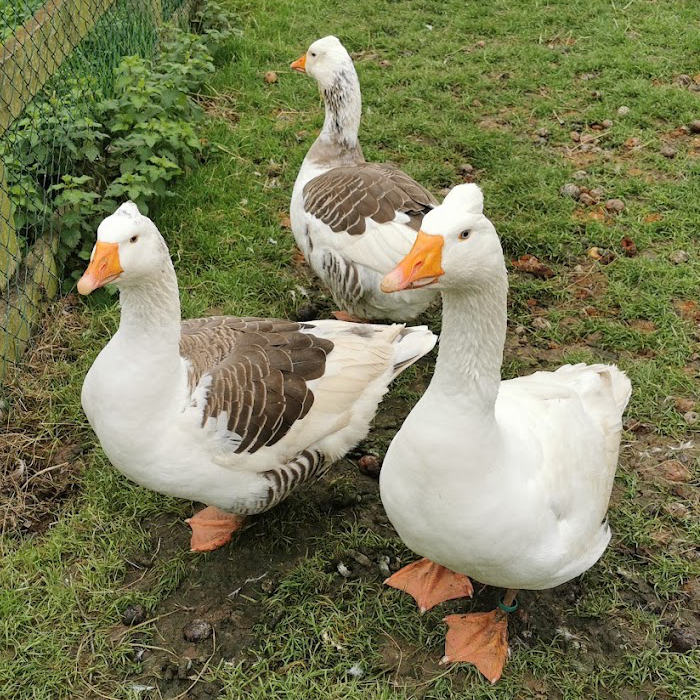 Écomusée de la Bintinais