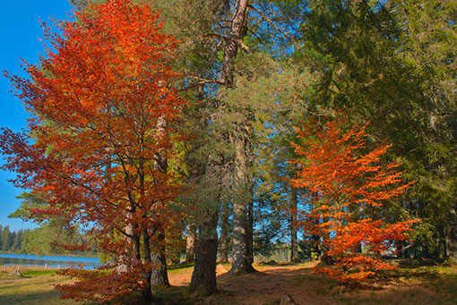 Forêts Forêts