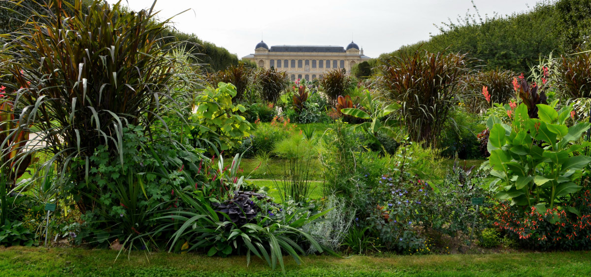 Plantes